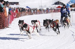 Lenk 2013